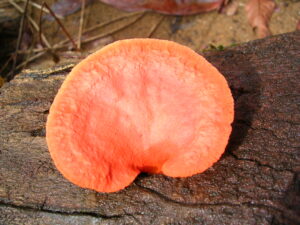 Biodiversité et Biotechnologie Fongiques